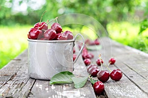 Rustic mug full of red ripe cherries on bench in garden.