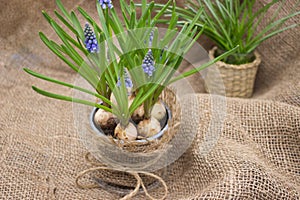 Rustic Muscari Bulbs in Bloom