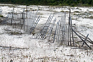 Rustic natural fence along beach shoreline