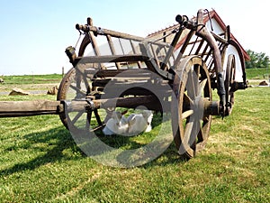 Rustic Old Horse Drawn Wagon with two young goats resting in his shadow