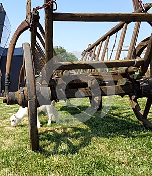 Rustic Old Horse Drawn Wagon with young goat resting in his shadow