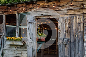 rustic old potting shed with edison lights
