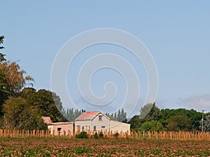 Rustic old wooden farm building across field of wildflowers