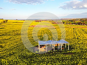 Rustic open barn standing in a field of canola rural NSW Australia