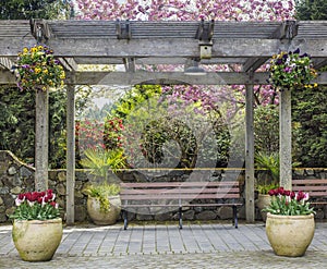 Rustic pergola with bench and flower pots under blossoming cherry tree