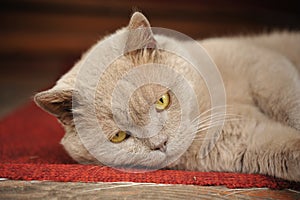 Rustic Persian gray cat lying on a wooden threshold