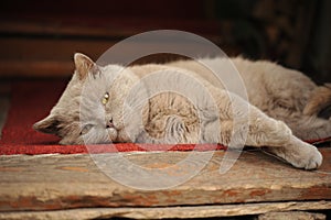 Rustic Persian gray cat lying on a wooden threshold