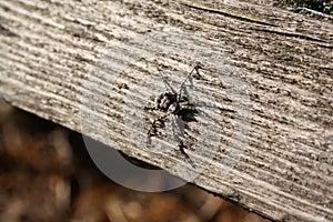 Rustic picture of scary grey spider laying in the sunlight