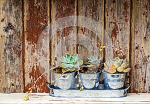 Rustic plants.