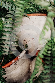 Rustic pots for fern-type plants