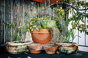 Rustic pots and planters in urban garden