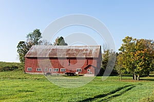 Rustic Red Barn and Dairy Cows