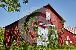 Rustic Red Barn with Ivy in Fort Wayne, Indiana