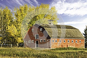 Rustic red barn on a lush green field with trees in autumn colours standing in a farmyard in Rocky View county Alberta Canada