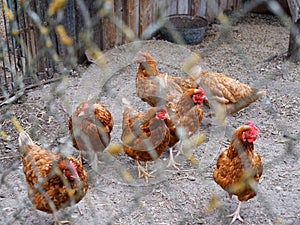 Rustic red hens in an aviary in nature