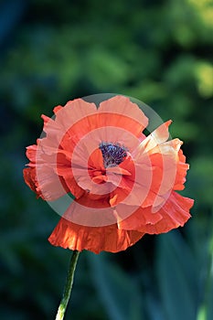 Rustic red poppy that grows in the field