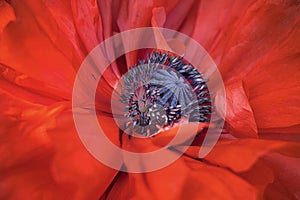 Rustic red poppy that grows in the field