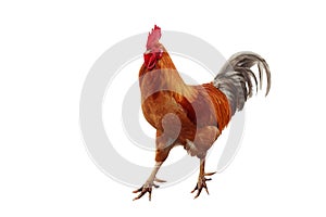 Rustic red rooster on a white background
