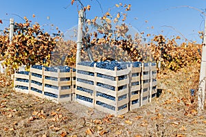 Rustic Riches Crate Overflowing with Fresh Black Grapes