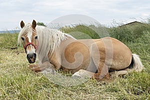 Rustic scene with a light brown pony horse peacefully resting besides a small shed, tranquil setting of life in the countryside