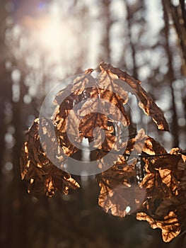 A rustic set of browning leaves basks in the midday sun