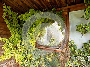 Rustic Shabby Chic Summer House With Ivy Growing Inside, In An English Country Garden