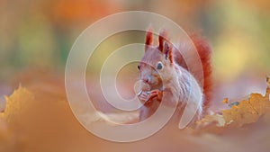 Rustic Squirrel in an Enchanted Autumn Forest, Enjoying a Feast