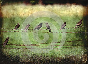 Rustic starlings on a barbed wire fence