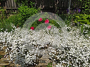 Rustic stone wall covered with flowers.Rustikale Steinmauer und Buntglas, bedeckt mit Blumen. Mur de pierre rustique et vitrail, photo