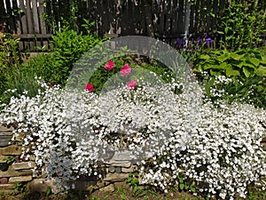 Rustic stone wall covered with flowers.Rustikale Steinmauer und Buntglas, bedeckt mit Blumen. Mur de pierre rustique et vitrail,