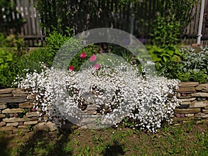 Rustic stone wall covered with flowers.Rustikale Steinmauer und Buntglas, bedeckt mit Blumen. Mur de pierre rustique et vitrail, photo