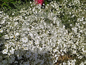 Rustic stone wall covered with flowers.Rustikale Steinmauer und Buntglas, bedeckt mit Blumen. Mur de pierre rustique et vitrail, photo