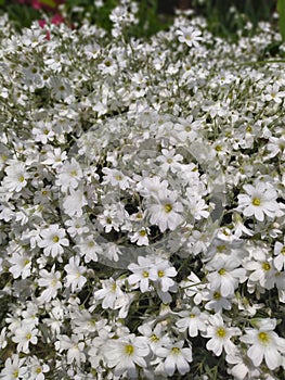 Rustic stone wall covered with flowers.Rustikale Steinmauer und Buntglas, bedeckt mit Blumen. Mur de pierre rustique et vitrail, photo