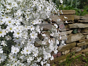 Rustic stone wall covered with flowers.Rustikale Steinmauer und Buntglas, bedeckt mit Blumen. Mur de pierre rustique et vitrail, photo