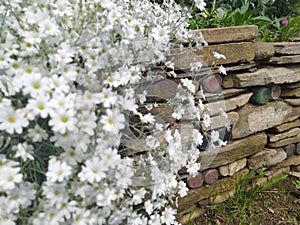 Rustic stone wall covered with flowers.Rustikale Steinmauer und Buntglas, bedeckt mit Blumen. Mur de pierre rustique et vitrail, photo