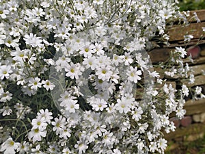 Rustic stone wall covered with flowers.Rustikale Steinmauer und Buntglas, bedeckt mit Blumen. Mur de pierre rustique et vitrail, photo