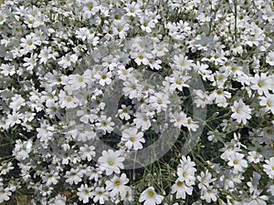 Rustic stone wall covered with flowers.Rustikale Steinmauer und Buntglas, bedeckt mit Blumen. Mur de pierre rustique et vitrail,