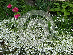 Rustic stone wall covered with flowers.Rustikale Steinmauer und Buntglas, bedeckt mit Blumen. Mur de pierre rustique et vitrail, photo