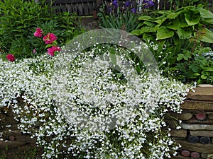 Rustic stone wall covered with flowers.Rustikale Steinmauer und Buntglas, bedeckt mit Blumen. Mur de pierre rustique et vitrail, photo