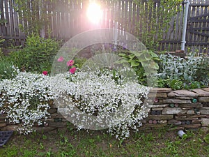 Rustic stone wall covered with flowers.Rustikale Steinmauer und Buntglas, bedeckt mit Blumen. Mur de pierre rustique et vitrail,