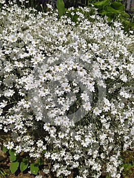 Rustic stone wall covered with flowers.Rustikale Steinmauer und Buntglas, bedeckt mit Blumen. Mur de pierre rustique et vitrail, photo