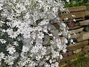 Rustic stone wall covered with flowers.Rustikale Steinmauer und Buntglas, bedeckt mit Blumen. Mur de pierre rustique et vitrail, photo