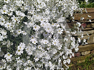 Rustic stone wall covered with flowers.Rustikale Steinmauer und Buntglas, bedeckt mit Blumen. Mur de pierre rustique et vitrail, photo