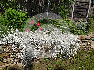 Rustic stone wall covered with flowers.Rustikale Steinmauer und Buntglas, bedeckt mit Blumen. Mur de pierre rustique et vitrail, photo