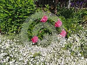 Rustic stone wall covered with flowers.Rustikale Steinmauer und Buntglas, bedeckt mit Blumen. Mur de pierre rustique et vitrail, photo