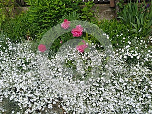 Rustic stone wall covered with flowers.Rustikale Steinmauer und Buntglas, bedeckt mit Blumen. Mur de pierre rustique et vitrail, photo