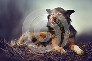 Rustic style a dog asleep