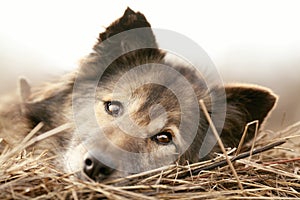 Rustic style a dog asleep