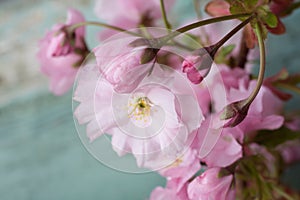 Rustic style Spring background with pink Japanese cherry blossom close up