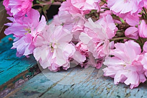 Rustic style Spring background with pink Japanese cherry blossom close up